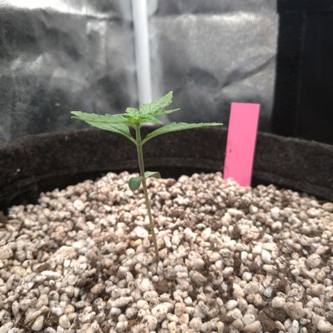 LondonCheese#1 growlog timeline photo