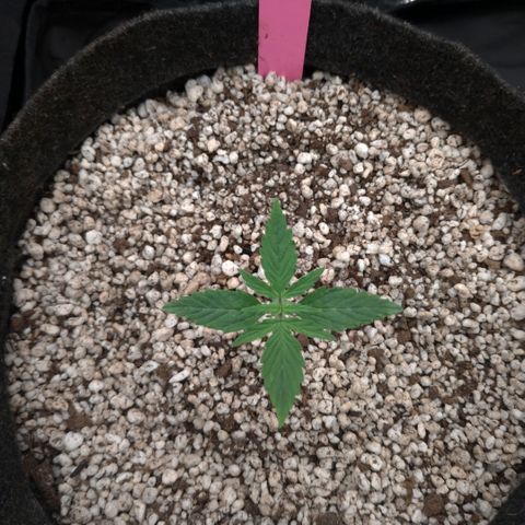 LondonCheese#1 growlog timeline photo