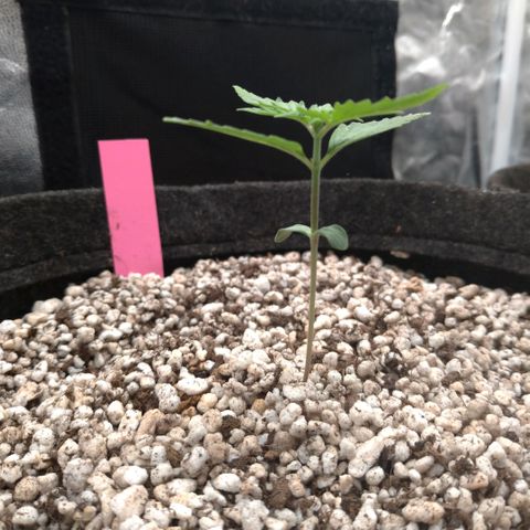 LondonCheese#1 growlog timeline photo