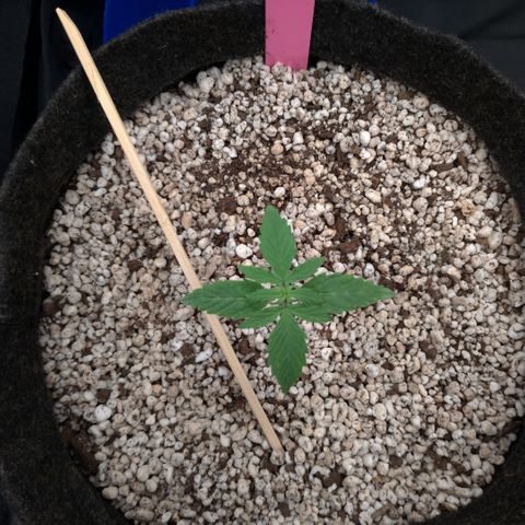 LondonCheese#1 growlog timeline photo