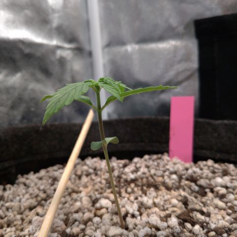 LondonCheese#1 growlog timeline photo