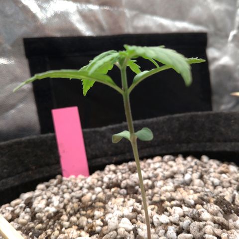 LondonCheese#1 growlog timeline photo