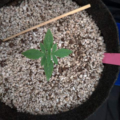 LondonCheese#1 growlog timeline photo