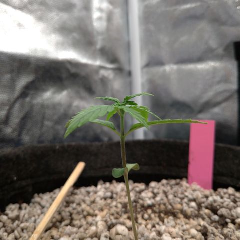 LondonCheese#1 growlog timeline photo
