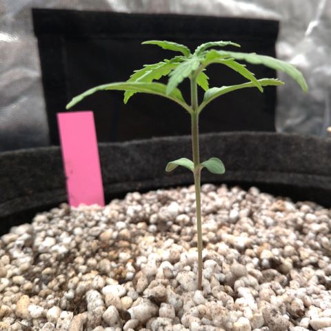 LondonCheese#1 growlog timeline photo