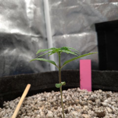 LondonCheese#1 growlog timeline photo