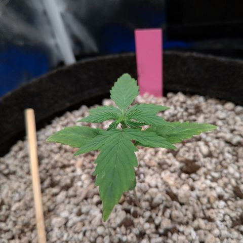 LondonCheese#1 growlog timeline photo