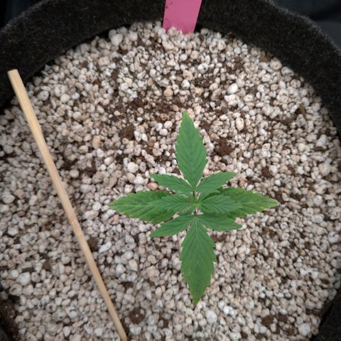 LondonCheese#1 growlog timeline photo