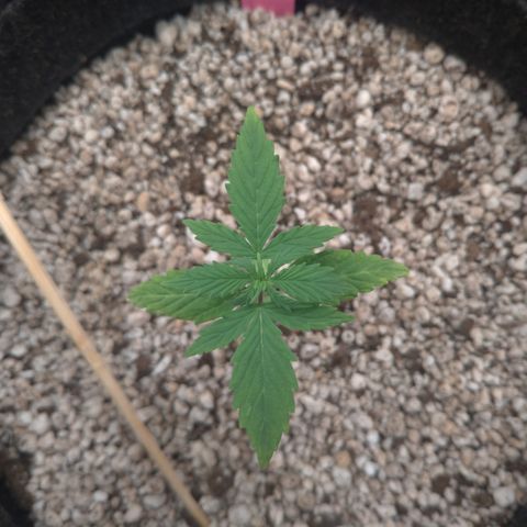 LondonCheese#1 growlog timeline photo