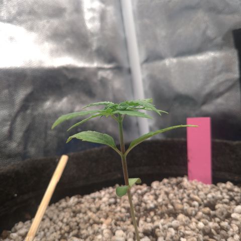 LondonCheese#1 growlog timeline photo