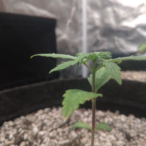 LondonCheese#1 growlog timeline photo