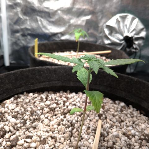 LondonCheese#1 growlog timeline photo