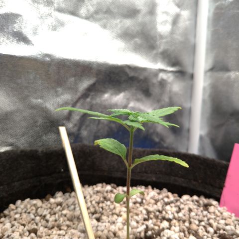 LondonCheese#1 growlog timeline photo