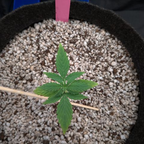 LondonCheese#1 growlog timeline photo