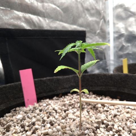 LondonCheese#1 growlog timeline photo