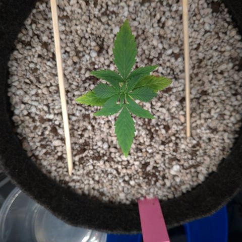 LondonCheese#1 growlog timeline photo