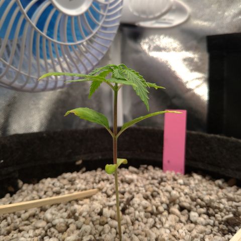 LondonCheese#1 growlog timeline photo