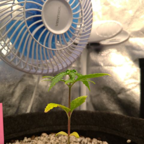 LondonCheese#1 growlog timeline photo