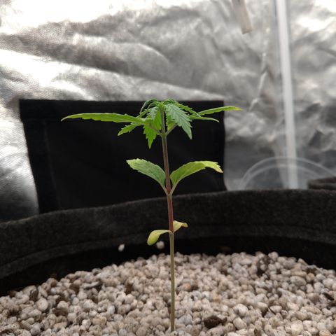 LondonCheese#1 growlog timeline photo