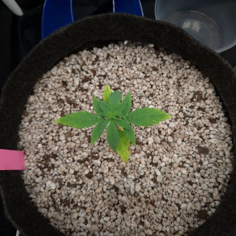 LondonCheese#1 growlog timeline photo