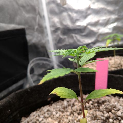 LondonCheese#1 growlog timeline photo