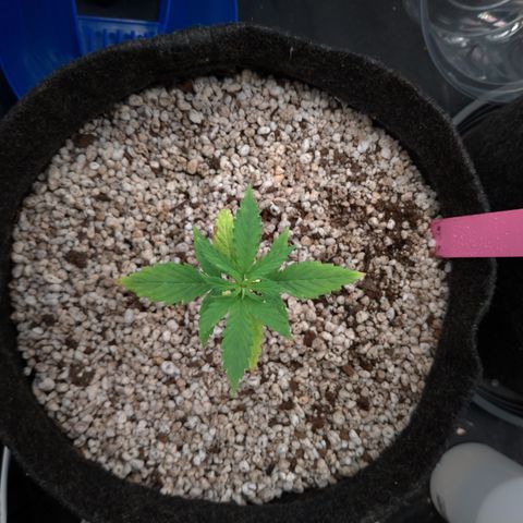 LondonCheese#1 growlog timeline photo