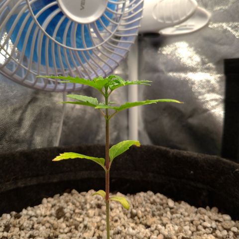 LondonCheese#1 growlog timeline photo