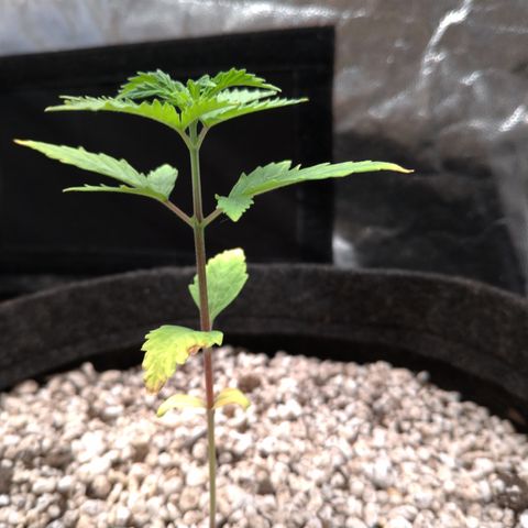 LondonCheese#1 growlog timeline photo