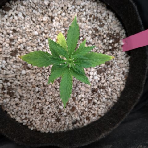 LondonCheese#1 growlog timeline photo