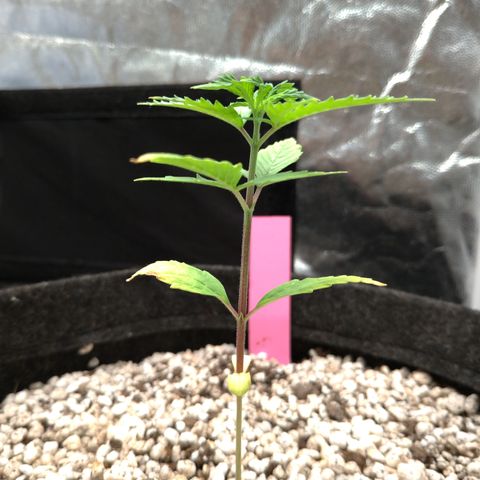 LondonCheese#1 growlog timeline photo