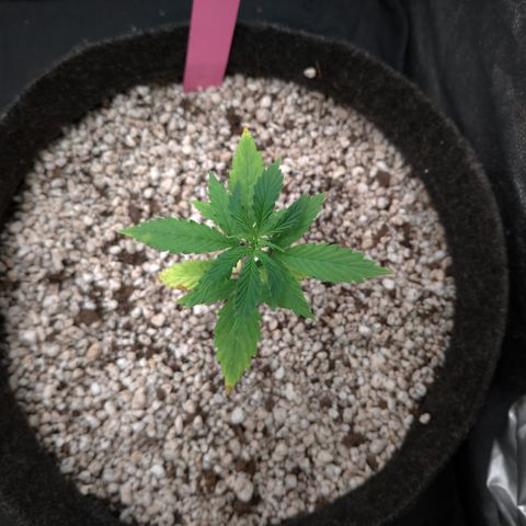 LondonCheese#1 growlog timeline photo