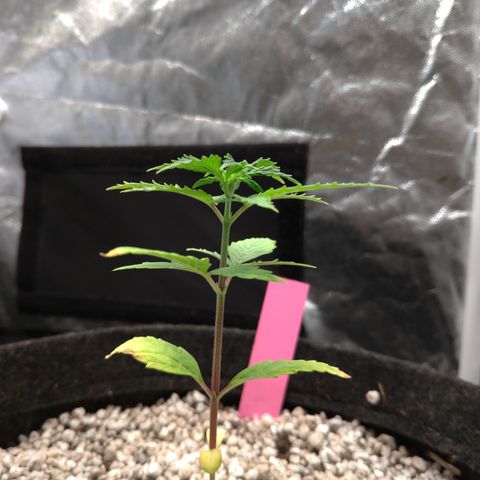 LondonCheese#1 growlog timeline photo
