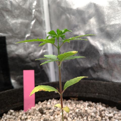 LondonCheese#1 growlog timeline photo