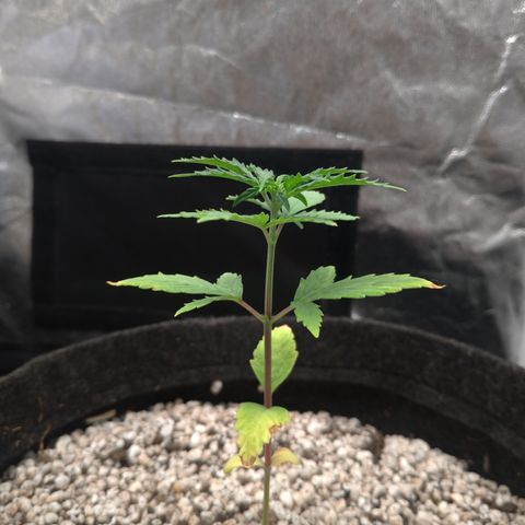 LondonCheese#1 growlog timeline photo