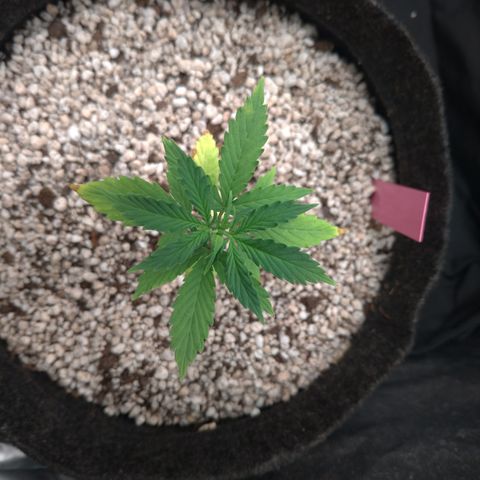 LondonCheese#1 growlog timeline photo