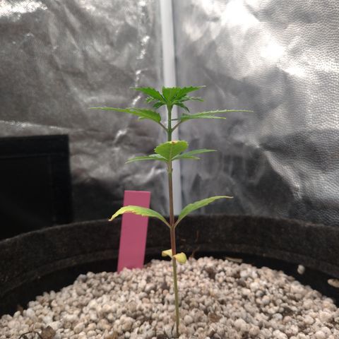 LondonCheese#1 growlog timeline photo