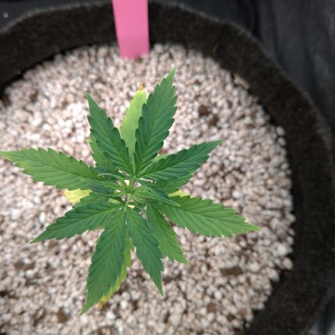 LondonCheese#1 growlog timeline photo