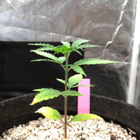 LondonCheese#1 growlog timeline photo