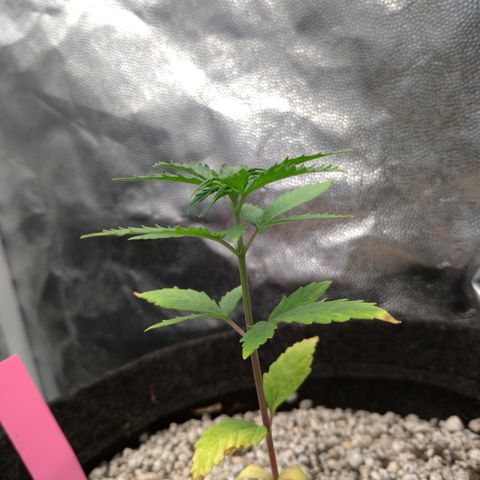 LondonCheese#1 growlog timeline photo