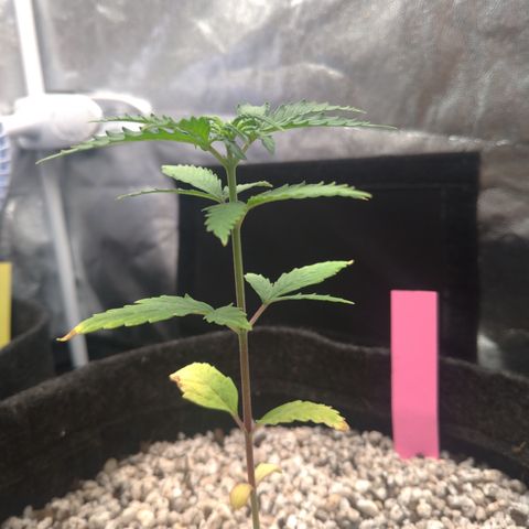 LondonCheese#1 growlog timeline photo
