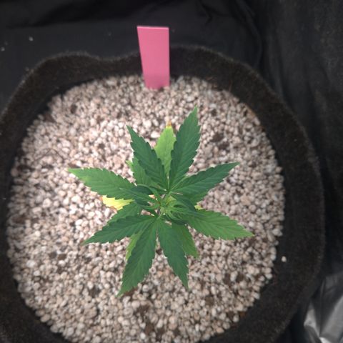 LondonCheese#1 growlog timeline photo
