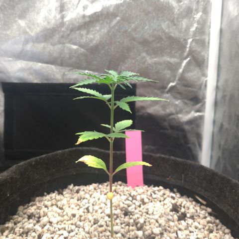 LondonCheese#1 growlog timeline photo