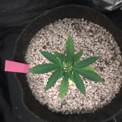 LondonCheese#1 growlog timeline photo