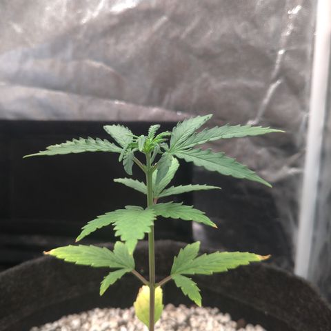 LondonCheese#1 growlog timeline photo