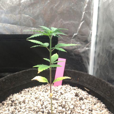LondonCheese#1 growlog timeline photo