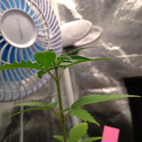 LondonCheese#1 growlog timeline photo