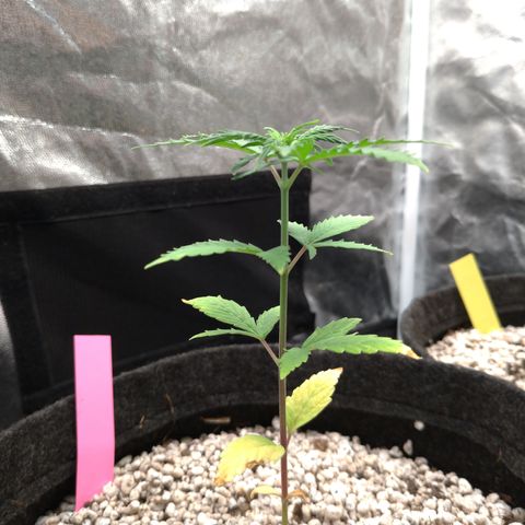 LondonCheese#1 growlog timeline photo