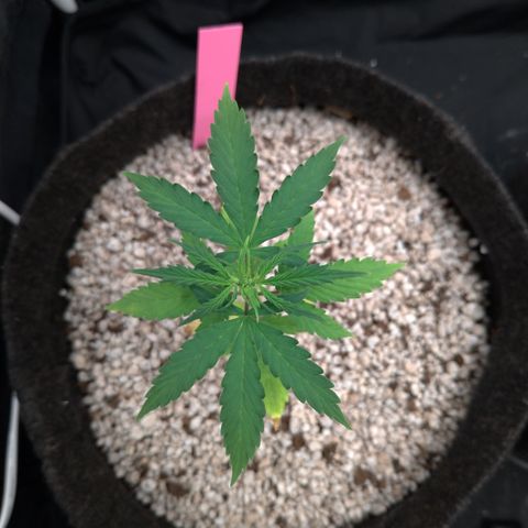 LondonCheese#1 growlog timeline photo