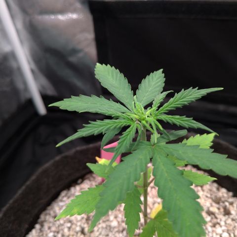 LondonCheese#1 growlog timeline photo