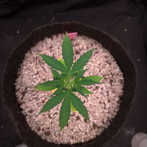 LondonCheese#1 growlog timeline photo